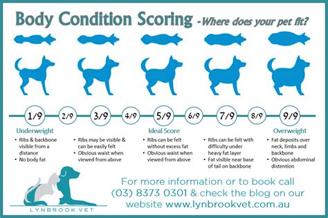 Feeding Guide for Your Dogs | Lynbrook Vet