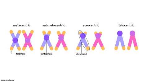 Draw metacentric, submetacentric, acrocentric, and telocentr | Quizlet