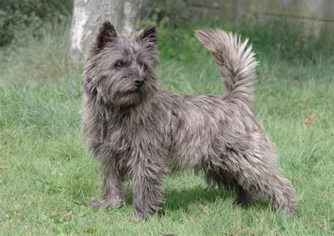 Cairn Terrier - Basic Health Problems, Physical Features & More