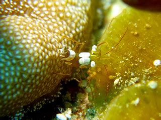 Squat Cleaner Shrimp | prilfish | Flickr