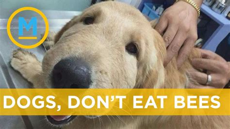 Dog Ate a Bee: What to Do When Your Pup Gets Stung