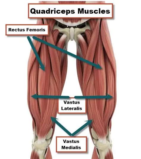 Quadriceps Muscle Diagram