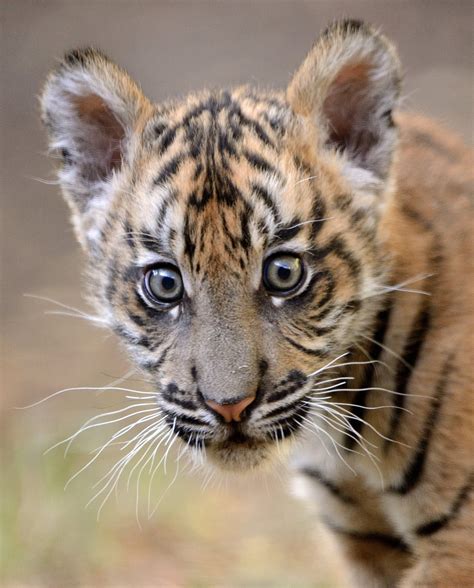 Sumatran Tiger Cub Suka by Mike Wilson