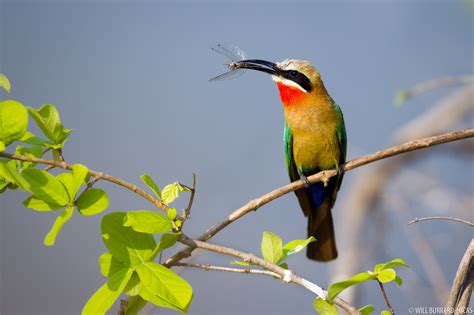 White-fronted Bee-eater | Will Burrard-Lucas