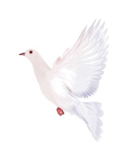 Free Dove Png Transparent Background Download Free Do - vrogue.co
