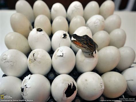 alligator hatching | Endangered animals, Animals wild, Cute baby animals