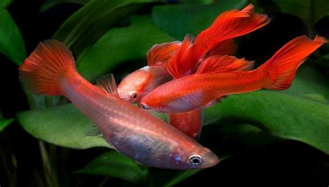 How to Guppy fish breeding in your home aquarium