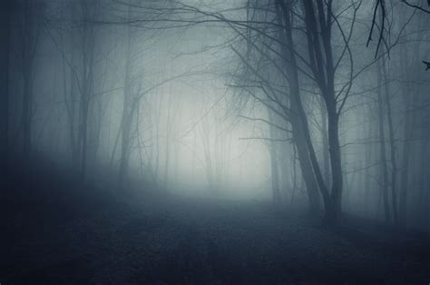 Dark Forest Foggy Night | 森の写真, 風景, 森