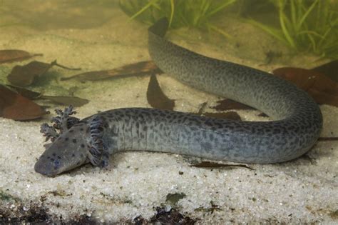 Scientists Discover Rare ‘Siren’ Salamander Species in Florida - Motherboard