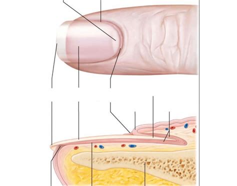 Nail Anatomy Worksheet | Anatomy Worksheets