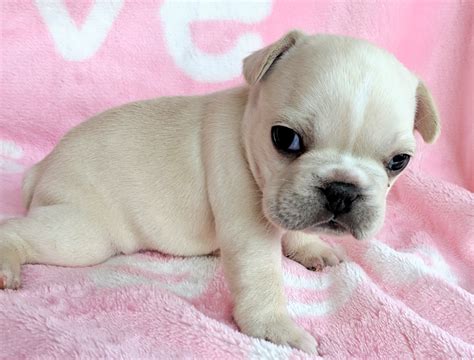 Cream French Bulldogs - The French Bulldog