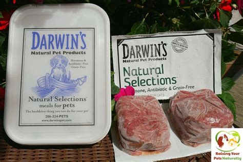 Best Raw Cat Food Brands for Indoor Cats | Darwin's Natural Pet ...