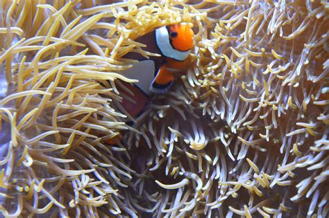 Free Images : underwater, coral reef, anemone fish, sea anemone, marine biology, coral reef fish ...