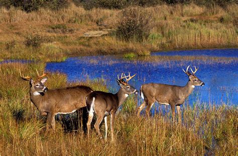 Patterning Whitetails: Is it Possible to Learn and Predict Deer ...