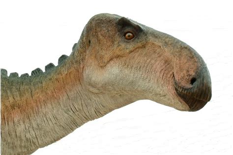 Iguanodon Pictures & Facts - The Dinosaur Database