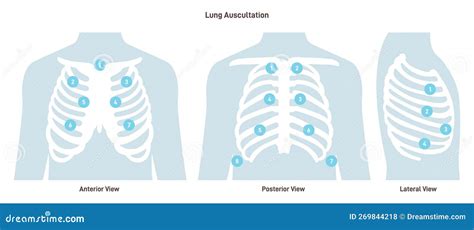 Lung Auscultation. Thorax Anterior, Posterior, Lateral Position Stock ...