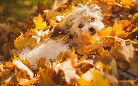 Autumn Dog Wallpapers - Wallpaper Cave