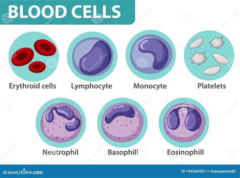 Blood Cells Diagram