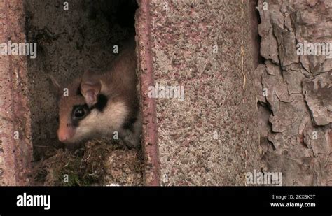 Dormouse hibernation Stock Videos & Footage - HD and 4K Video Clips - Alamy