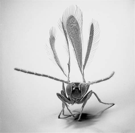 Insect Photography with Electron Microscope9 – Fubiz Media