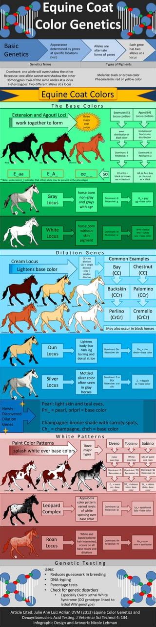 Equine Coat Color Genetics | PDF | Free Download