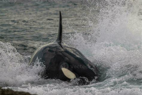 orca whale breaching in the ocean 26596409 Stock Photo at Vecteezy