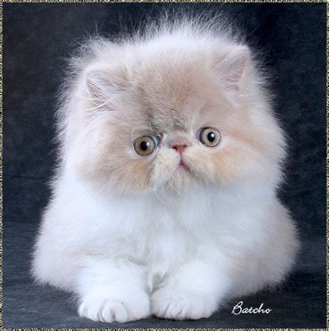 9 best ️Baby Persian Cat ️ images on Pinterest | Adorable kittens, Cute kittens and Kitty cats