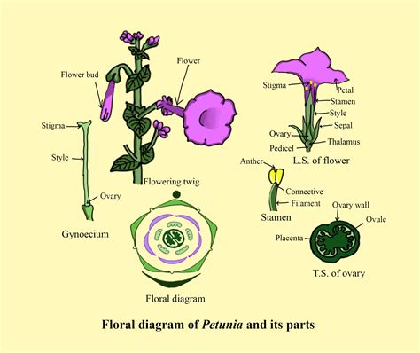 kelas 1c pgsd mejeng: Solanaceae Floral Formula Explanation