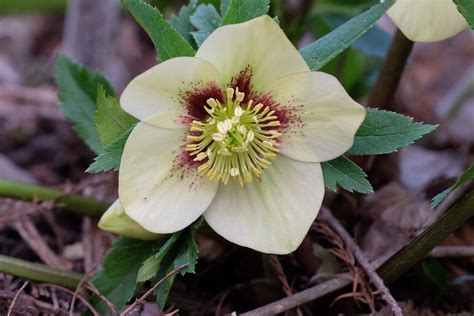 Hellebores in the garden today | Plant Delights Nursery Blog