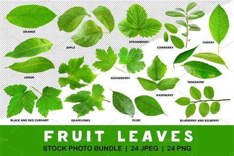 Leaves of fruit and berry plants | Custom-Designed Graphic Objects ...