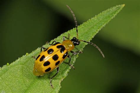 Cucumber Beetles, Spotted Guide