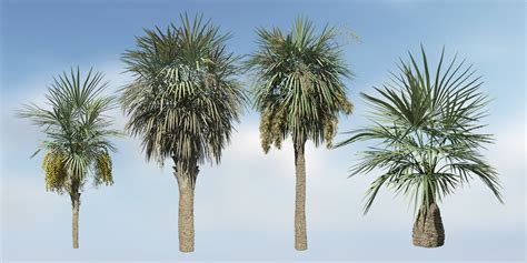 Sabal Palmetto Species Pack – SpeedTree