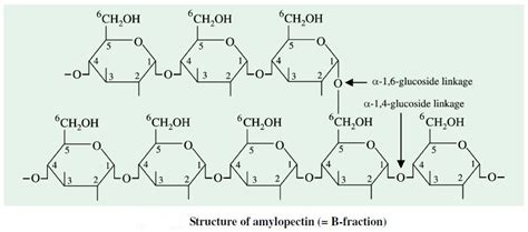 Starch Structure Diagram