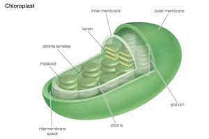 Chloroplast Function in Photosynthesis