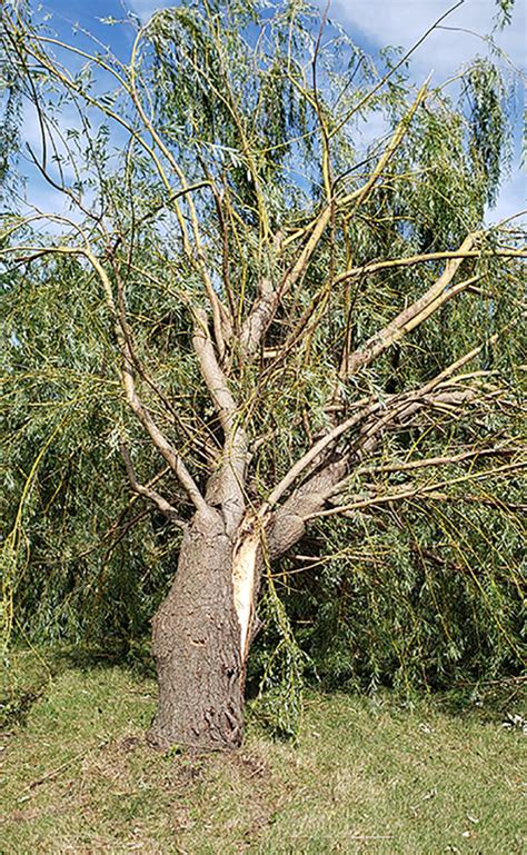 When Great Trees Fall – Prairiewoods Franciscan Spirituality Center