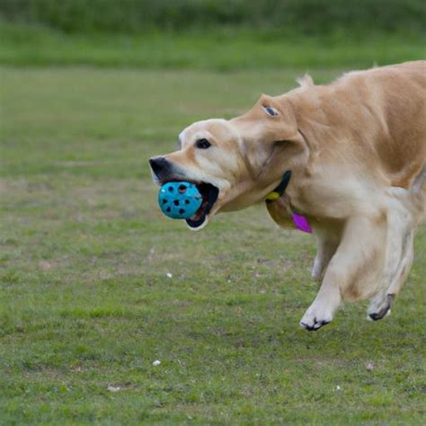 Golden Retriever Training: The Key to a Happy and Obedient Dog