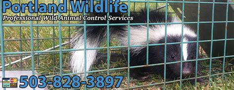 Professional Wildlife Control Portland Wild Animal Removal Pest Critter ...