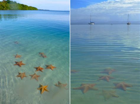 Starfish Beach - Bocas del Toro, Panama | Rich Whitaker | Digital Marketing & Travel