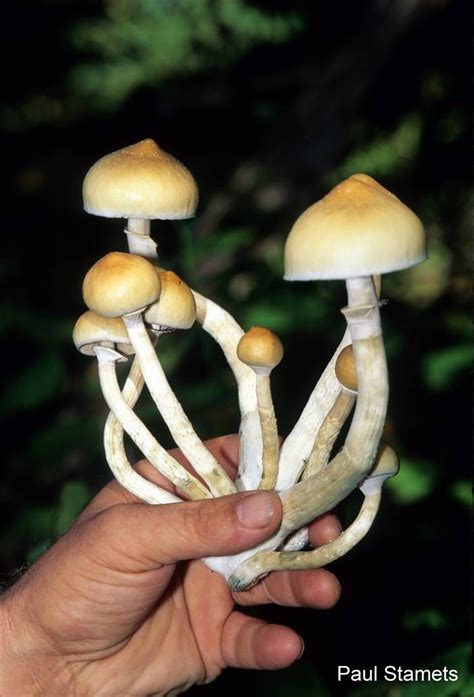 What are psychedelic mushrooms