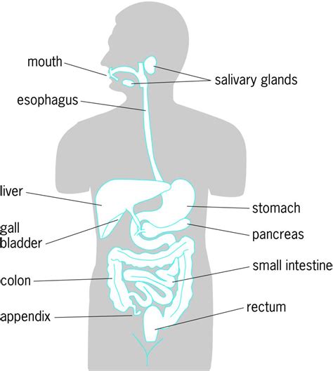 Human Digestive System Human Digestive System Digestive System Images