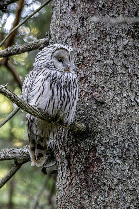 Ural Owl Bird Of Prey - Free photo on Pixabay - Pixabay