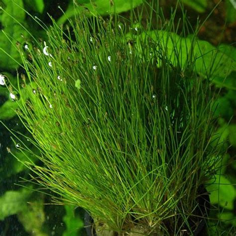 Eleocharis parvula – AQUAPLANTAS