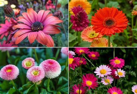 Multi Colored Daisy Flowers | Best Flower Site