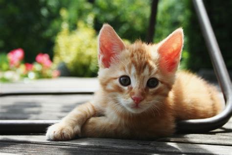 Sains Jelaskan Rasa Gemas Saat Lihat Anak Kucing Lucu | Republika Online