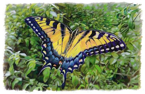 Tiger Swallowtail Butterfly Drawing by Bong Perez - Fine Art America