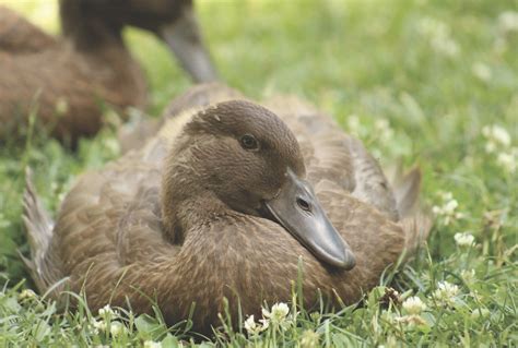 Our Favorite Duck Breeds - Murray McMurray Hatchery Blog