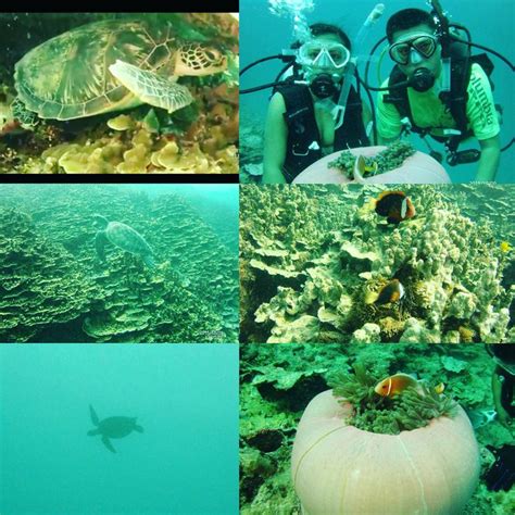 Diving Guam | Guam, Diving, Aquarium