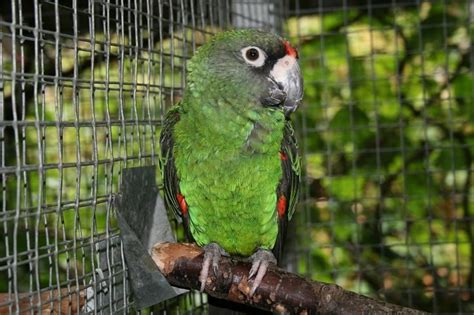 Green Parrots (A Helpful Guide With Photos) - Parrot Website