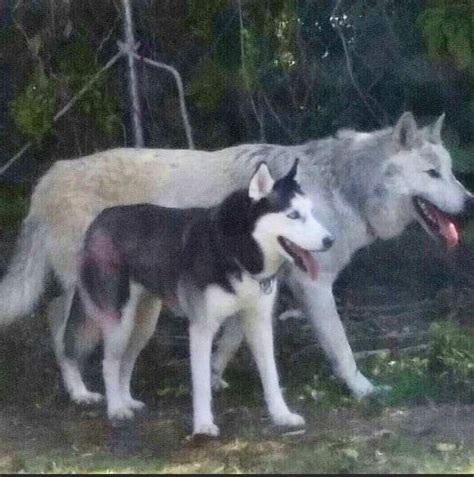 Wolf Vs Husky Difference