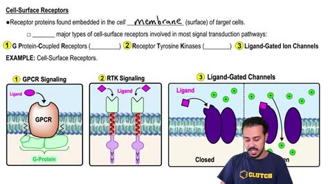 Cell-Surface Receptors | Pearson+ Channels